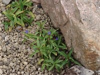 Горечавка линейная – Gentiana linearis Froelich.