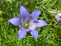 Горечавка мелкоопушенная – Gentiana puberulenta Pringle. (1)