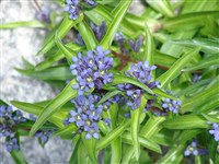 Горечавка перекрестнолистная – Gentiana cruciata L.
