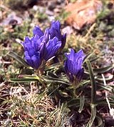 Горечавка синяя