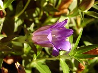 Горечавка шероховатая – Gentiana scabra Bunge. (1)