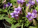 Горечавка шероховатая – Gentiana scabra Bunge. (2)