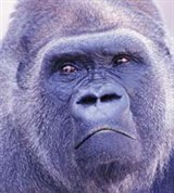 Горилла (крупный план)