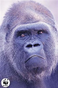 Горилла (крупный план)