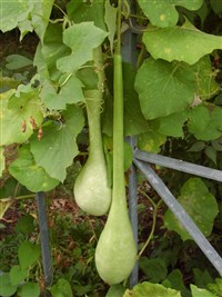 Горлянка обыкновенная – Lagenaria vulgaris Ser.