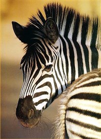 Горная зебра