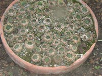 Горноколосник колючий – Orostachys spinosa (L.) C.A.Mey.