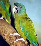 Горный ара (Ara couloni)