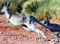 Горный кенгуру (Macropus robustus)