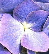 Гортензия (соцветие)