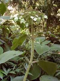 Гортензия Саржента – Hydrangea sargentiana Rehd.