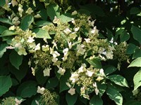 Гортензия аномальная, высочайшая – Hydrangea anomala D.Don.