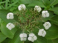 Гортензия древовидная – Hydrangea arborescens L. (1)