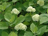 Гортензия древовидная – Hydrangea arborescens L. (2)