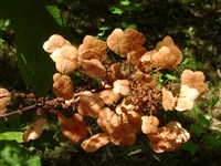 Гортензия дуболистная – Hydrangea quercifolia Bartr. (1)