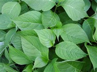 Гортензия крупнолистная, садовая – Hydrangea macrophylla (Thunb.) Ser.