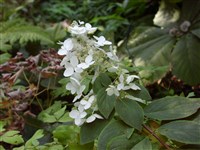 Гортензия метельчатая – Hydrangea paniculata Sieb.