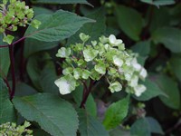 Гортензия пильчатая – Hydrangea serrata (Thunb.) Ser.