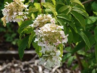 Гортензия почвопокровная – Hydrangea heteromalla D.Don. (1)