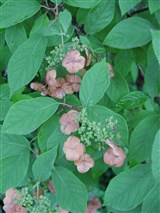 Гортензия почвопокровная – Hydrangea heteromalla D.Don. (2)