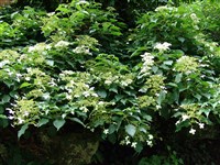 Гортензия черешковая, лазящая – Hydrangea petiolaris Sieb. & Zucc. (1)