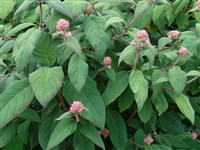 Гортензия шероховатая – Hydrangea aspera D.Don. (1)