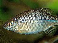 Горчак (Rhodeus sericeus)