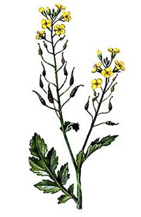 Горчица (горчица белая)