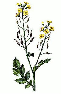 Горчица [кулинария]