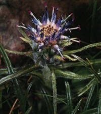 Горькуша карликовая – Saussurea pygmaea (Jacq.) Spreng.