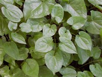 Горянка Перральдери – Epimedium perralderianum Coss.