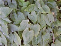 Горянка Юнга – Epimedium x youngianum Fisch.et C.A.Mey.