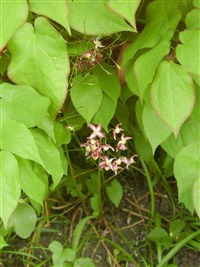 Горянка крупноцветковая – Epimedium grandiflorum Morr.