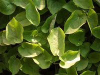 Горянка перистая – Epimedium pinnatum Fisch.