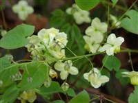 Горянка разноцветная – Epimedium x versicolor Morr.