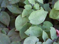 Горянка стреловидная, китайская – Epimedium sagittatum (Sieb. and Zucc.) Maxim.