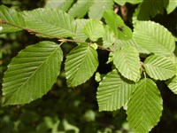 Граб березовый, обыкновенный, европейский – Carpinus betulus L. (1)