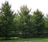 Граб березовый, обыкновенный, европейский – Carpinus betulus L. (3)