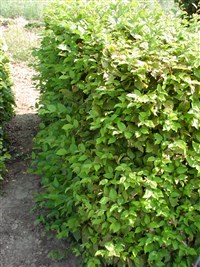 Граб восточный, грабинник – Carpinus orientalis Mill.