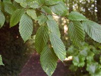 Граб каролинский – Carpinus caroliniana Walter