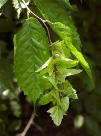 Граб рыхлоцветковый – Carpinus laxiflora (Sieb.et.Zucc.) Bl.