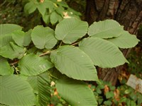 Граб сердцевидный – Carpinus cordata Bl.