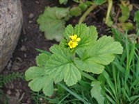 Гравилат аллепский, желтый – Geum aleppicum Jacq.