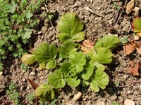 Гравилат горный, альпийский – Geum montanum L.
