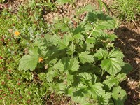 Гравилат городской – Geum urbanum L. (1)