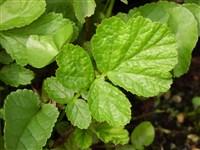 Гравилат речной, приречный, водный, пурпурный, шоколадный корень – Geum rivale L.