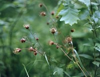 Гравилат речной