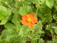 Гравилат чилийский – Geum chiloense Balb.ex Ser.