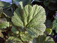 Гравилат ярко-красный, коралловый – Geum coccineum Sibth.et Smith. (1)