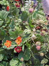 Гравилат ярко-красный, коралловый – Geum coccineum Sibth.et Smith. (2)
